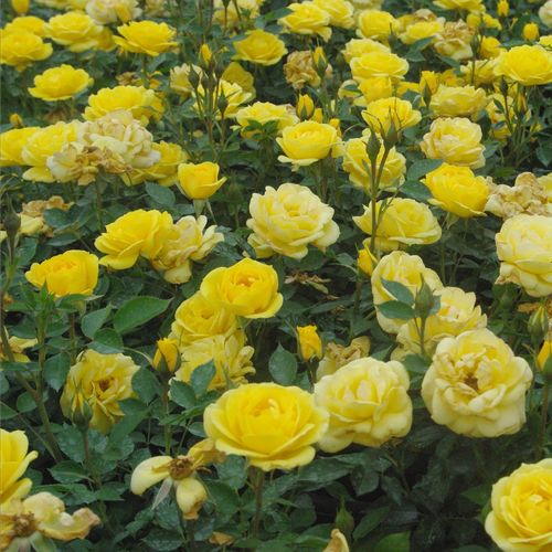 Rosen Gärtnerei - zwergrosen - gelb - Rosa Gold Pin™ - diskret duftend - Mattock, John - Grelle, gruppenweise üppig blühende Rose, geeignet als Randdekoration, vor große Pflanzen gesetzt attraktiv.